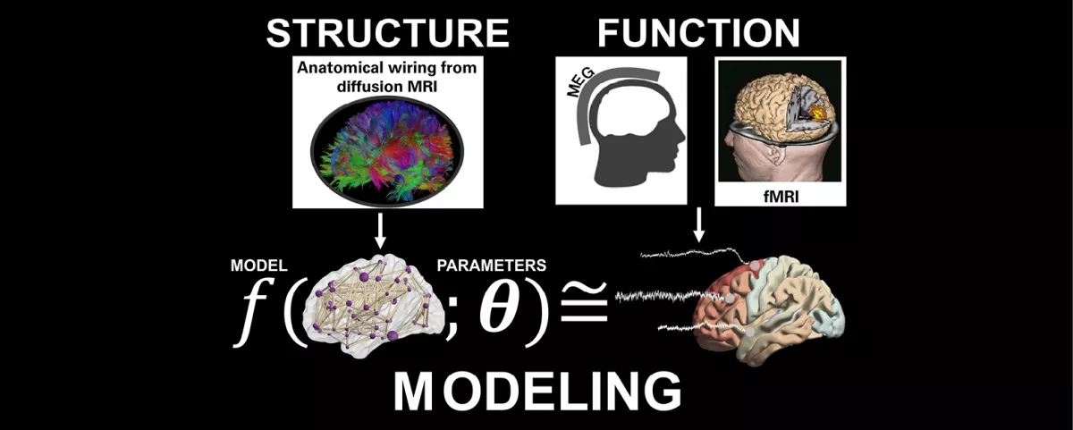 Image of a structure-function model of the brain