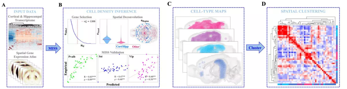 Image of Modeling Selective Cell-Type Vulnerability