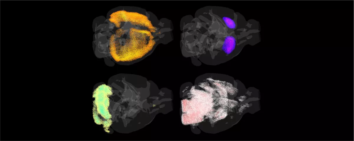 Top left: Cortical layer-6b glutamatergic neurons; Top right: Striatal medium spiny neurons. Bottom left: Cerebellar Purkinje neurons. Bottom right: Oligodendrocytes.