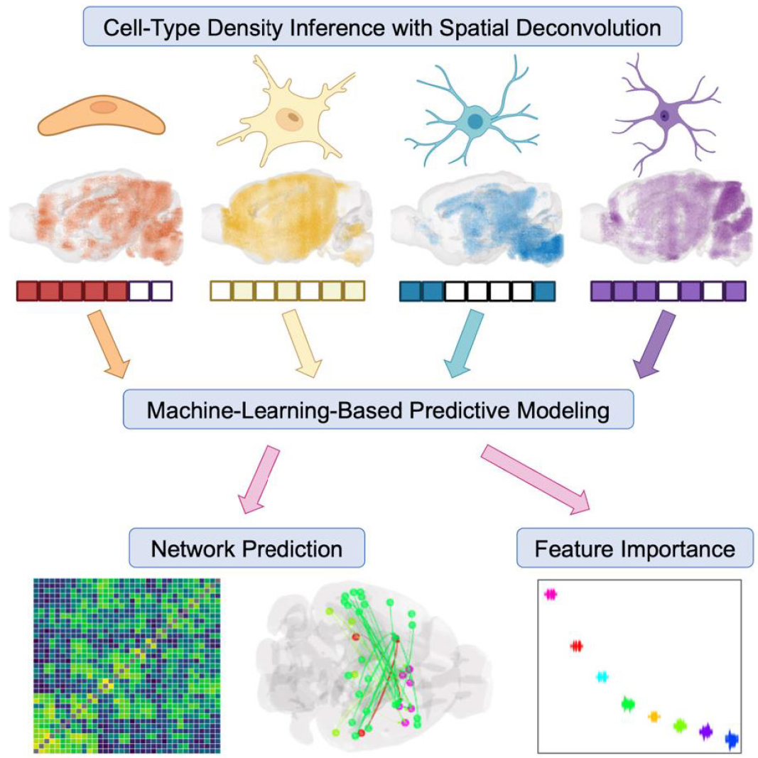 Image of Cell-Type-Based Predictions of Whole-Brain Connectivity
