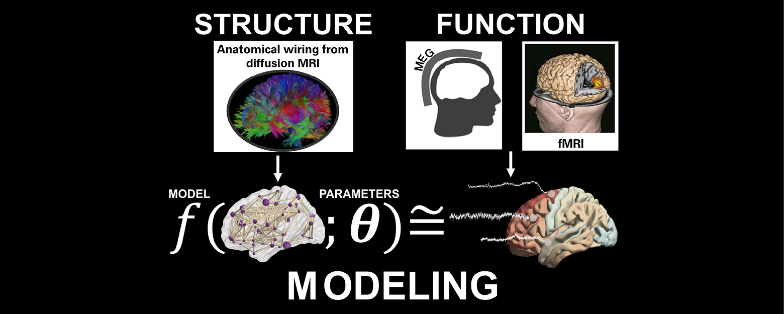 Image of a structure-function model of the brain